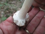 Amanita aestivalis image