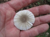 Amanita farinosa image