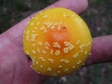 Amanita frostiana image