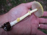 Amanita frostiana image