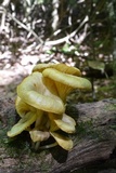 Chrysomphalina strombodes image