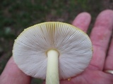 Amanita frostiana image
