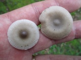 Amanita sect. Vaginatae image