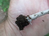 Amanita sect. Vaginatae image