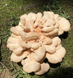 Laetiporus cincinnatus image