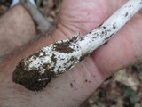 Amanita sect. Vaginatae image