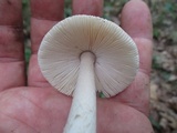 Amanita sect. Vaginatae image