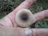 Amanita solaniolens image