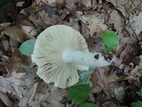 Russula decolorans image