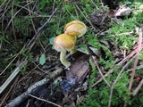 Suillus americanus image