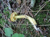 Suillus americanus image