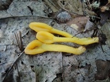 Microglossum rufum image