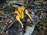 Microglossum rufum image
