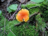 Hygrocybe marchii image