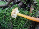 Hygrocybe marchii image