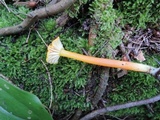 Hygrocybe marchii image