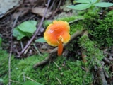 Hygrocybe marchii image