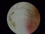 Daedaleopsis septentrionalis image