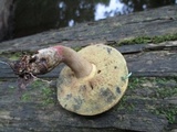 Caloboletus inedulis image