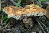 Hydnum aerostatisporum image