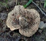 Hydnum aerostatisporum image