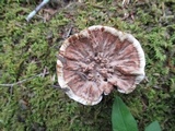 Hydnellum concrescens image