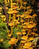 Tricholomopsis aurea image