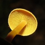 Tricholomopsis aurea image