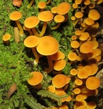 Tricholomopsis aurea image