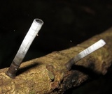 Camillea leprieurii image