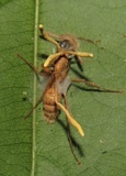 Ophiocordyceps lloydii image
