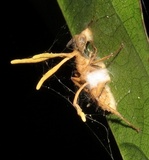 Ophiocordyceps lloydii image