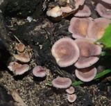 Panus neostrigosus image