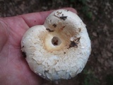 Lactarius deceptivus image