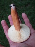 Lactarius volemus image