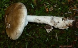 Amanita submaculata image