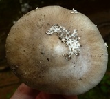 Amanita submaculata image