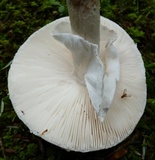 Amanita submaculata image