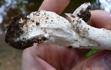 Amanita submaculata image