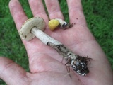 Leccinum luteum image