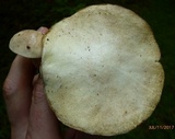 Suillus placidus image
