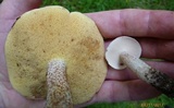Suillus placidus image