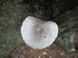 Pluteus petasatus image
