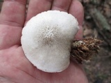 Pluteus petasatus image