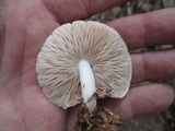 Pluteus petasatus image