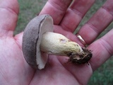 Retiboletus griseus image