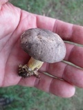 Retiboletus griseus image
