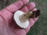 Retiboletus griseus image