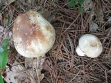 Russula compacta image
