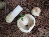 Russula compacta image
